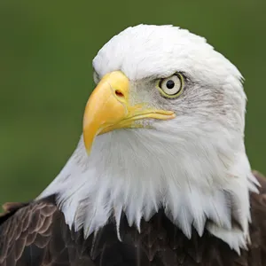 Einfache Tierpatenschaft