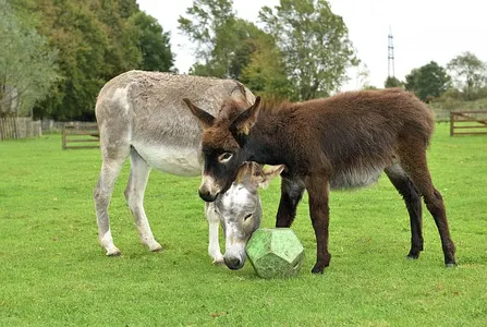 Tierpfleger 1/2 Tag