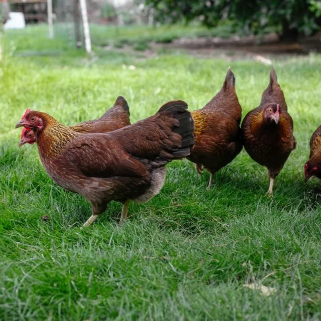 Tierpatenschaft Zwerg-Welsumerhuhn