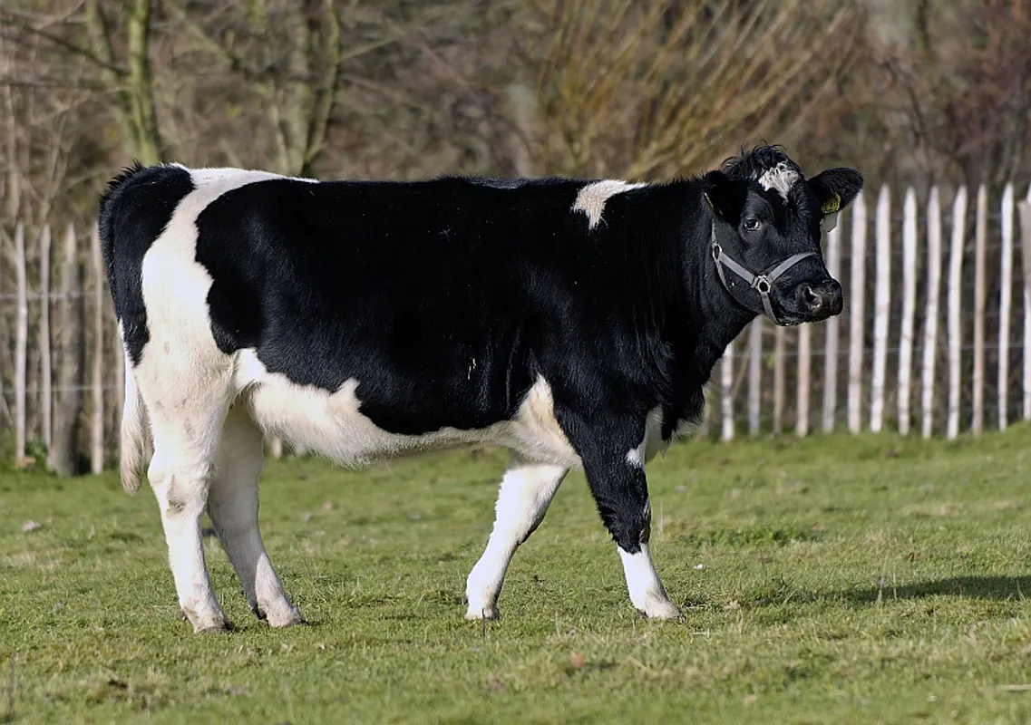 Patenschaft Schwarzbuntes Niederungsrind