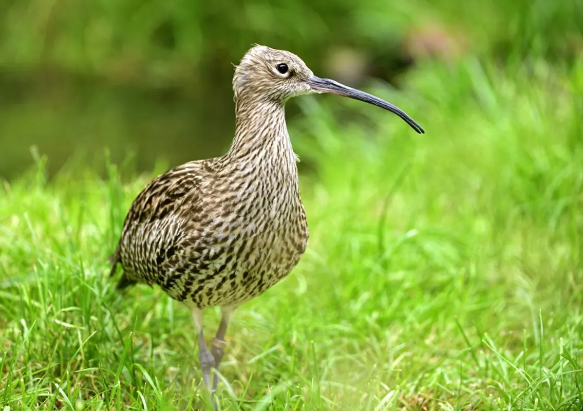 Patenschaft Brachvogelschutzprojekt