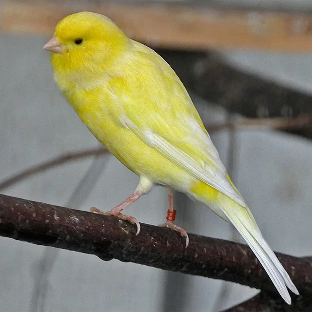 Tierpatenschaft Kanarienvogel