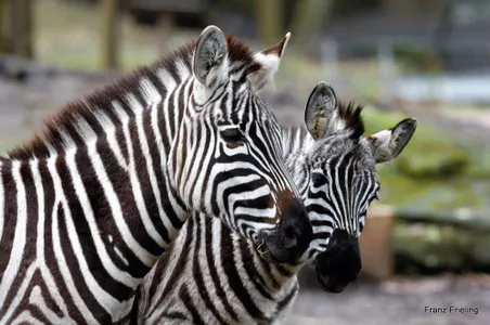 Patenschaft Böhm-Steppenzebra