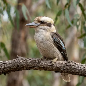 Tierpatenschaft Kookaburra