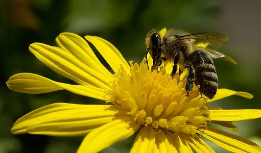 Patenschaft Bienenvolk