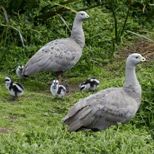 Tierpatenschaft Hühnergans
