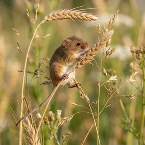 Tierpatenschaft Eurasische Zwergmaus
