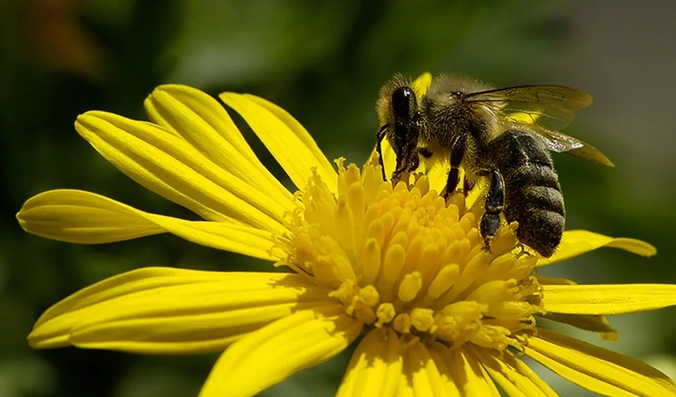 Patenschaft Bienenvolk