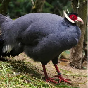 Tierpatenschaft Blauer Ohrfasan