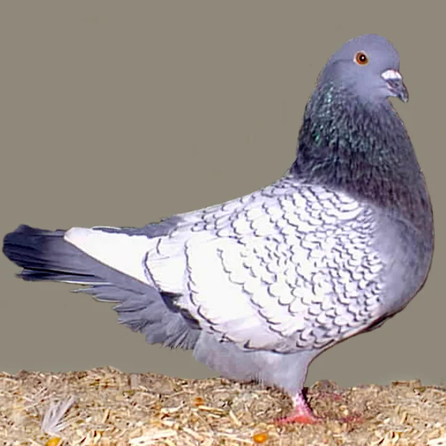 Tierpatenschaft Luchstaube
