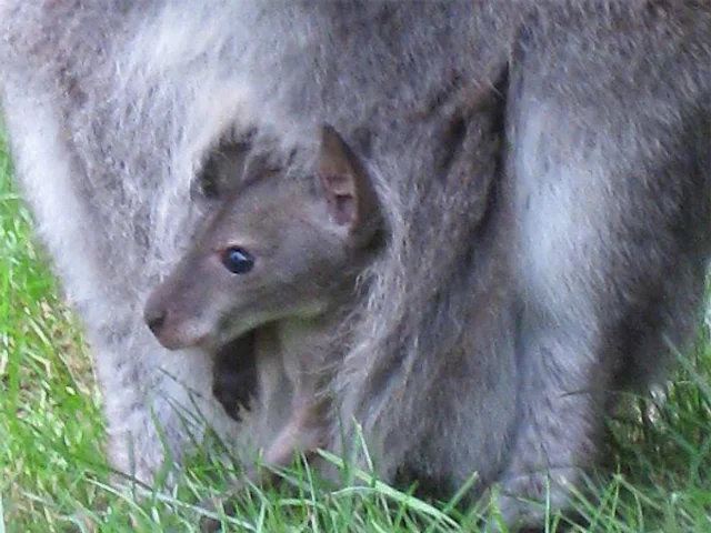 Tierpatenschaft Bennettkänguruh