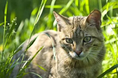 Patenschaft Europäische Wildkatzen