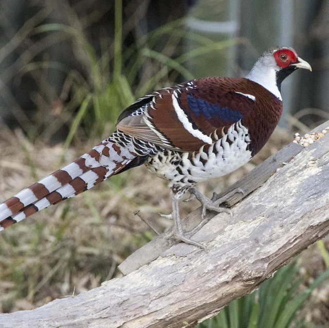 Tierpatenschaft Elliotfasan