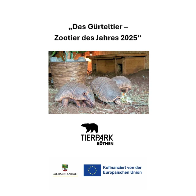 Das Gürteltier – Zootier des Jahres 2025