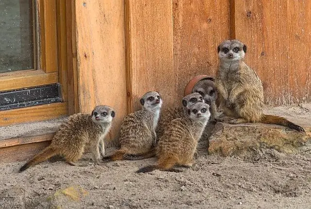 Lieblingstier hautnah Erdmännchen