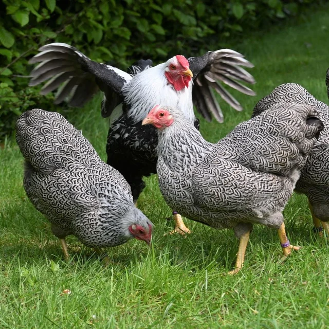 Tierpatenschaft Zwerg Wyandotte
