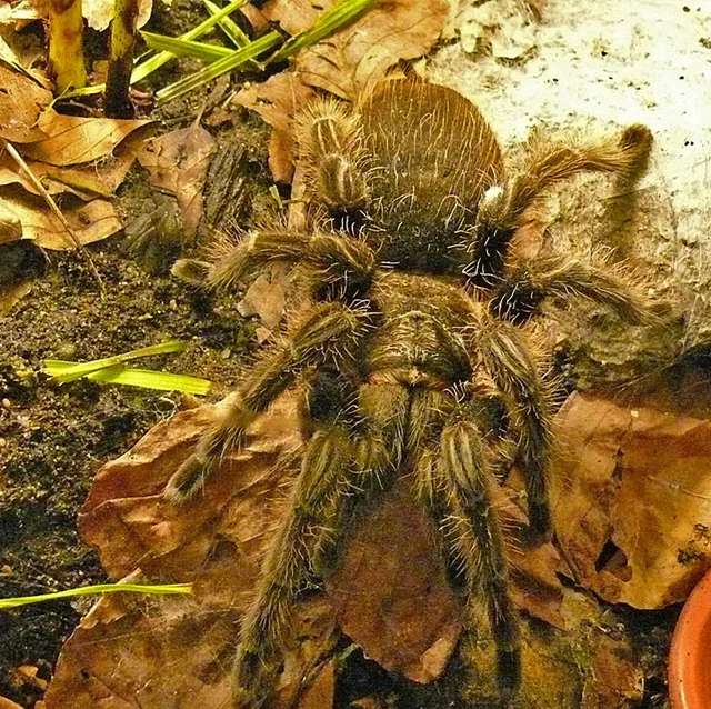 Tierpatenschaft Kraushaar-Vogelspinne