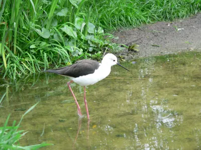 Patenschaft Stelzenläufer