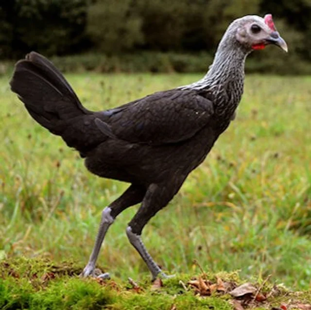 Tierpatenschaft Moderner Englischer Zwergkämpfer