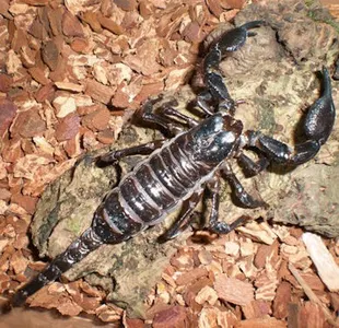 Tierpatenschaft Thaiskorpion