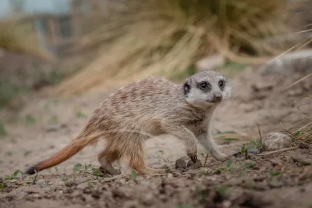 Patenschaft Erdweibchen