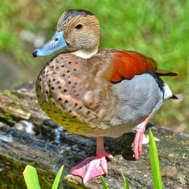 Tierpatenschaft Rotschulterente
