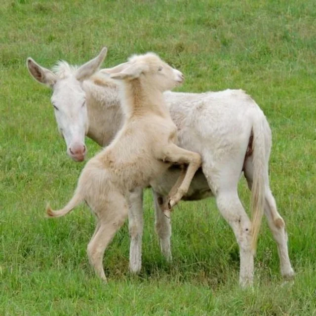 Tierpatenschaft Barockesel