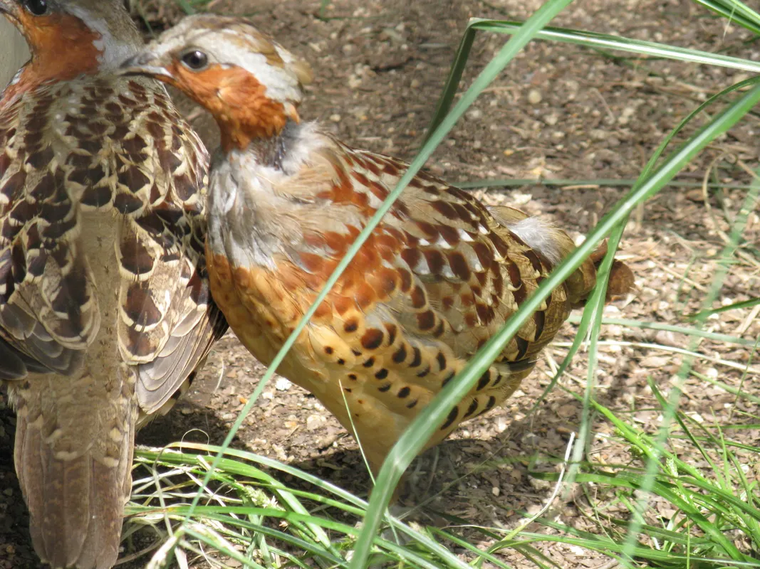 Tierpatenschaft Chinesisches Bambushuhn