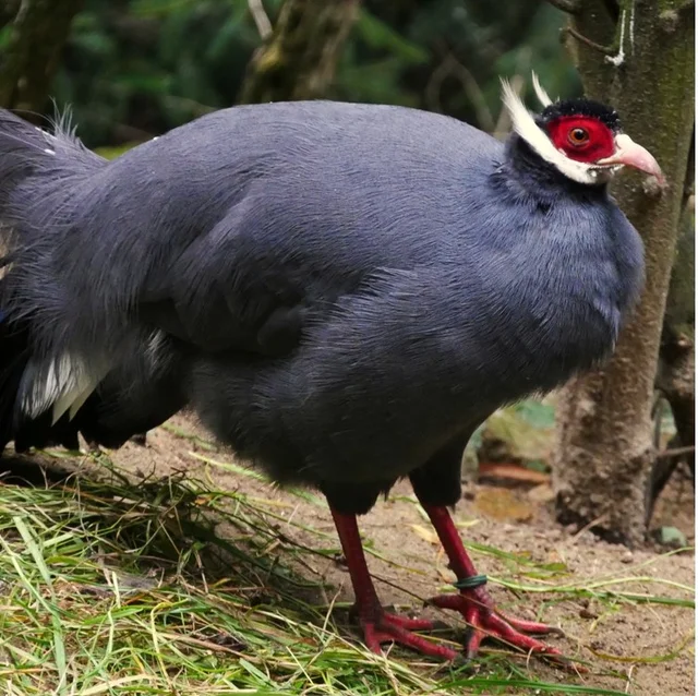 Tierpatenschaft Blauer Ohrfasan