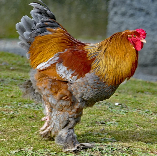 Tierpatenschaft Großes Brahmahuhn