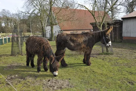 Patenschaft Poitou-Riesenesel