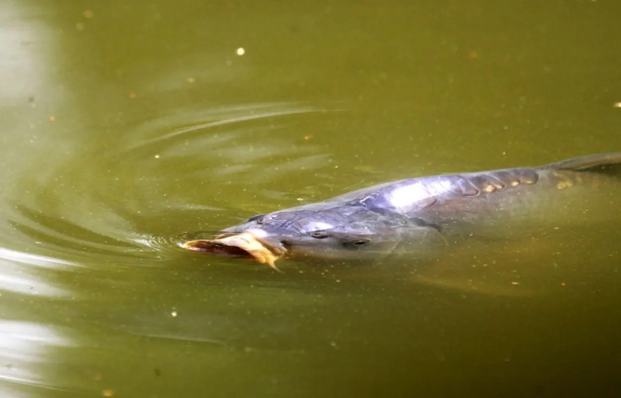 Patenschaft Teichfische