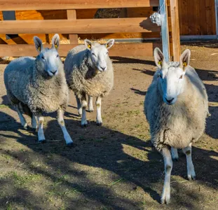 Patenschaft Border-Leicester-Schafe