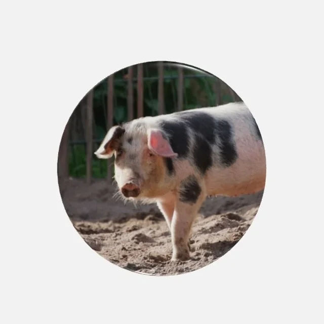 Magnet Bentheimer Schwein