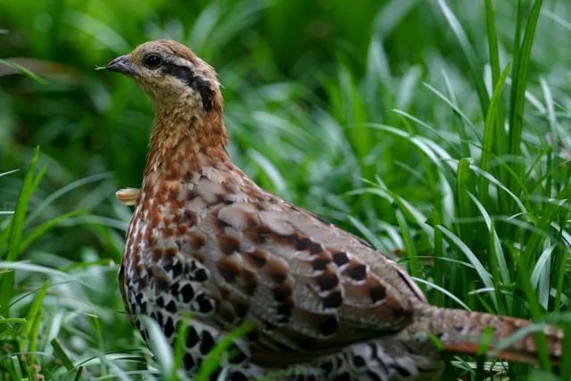 Tierpatenschaft Indisches Bambushuhn