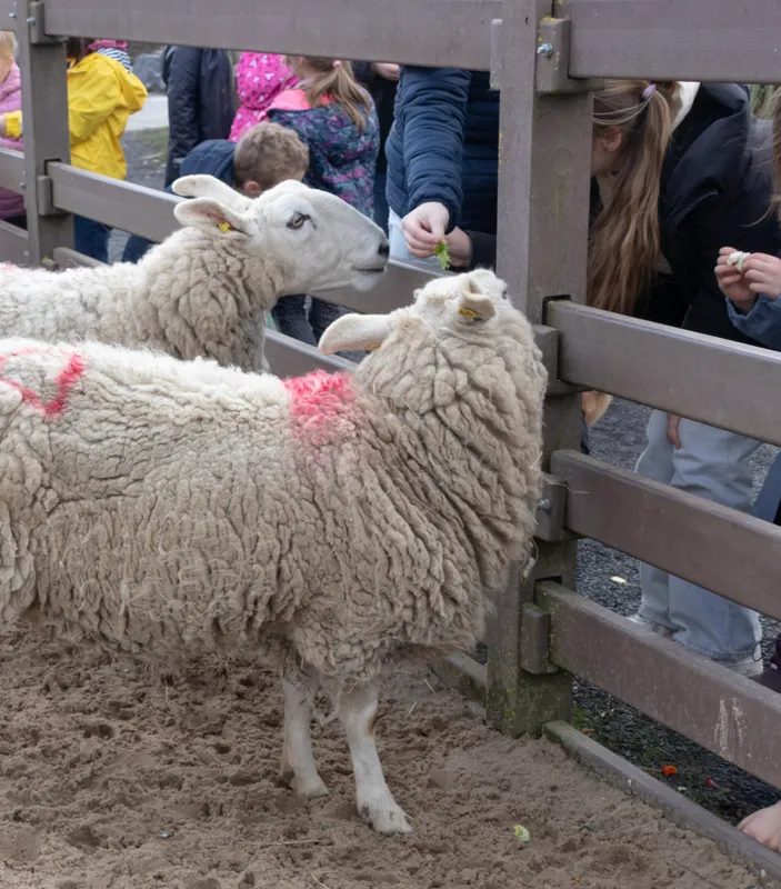 Sommerferienprogramm