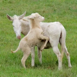 Tierpatenschaft Barockesel