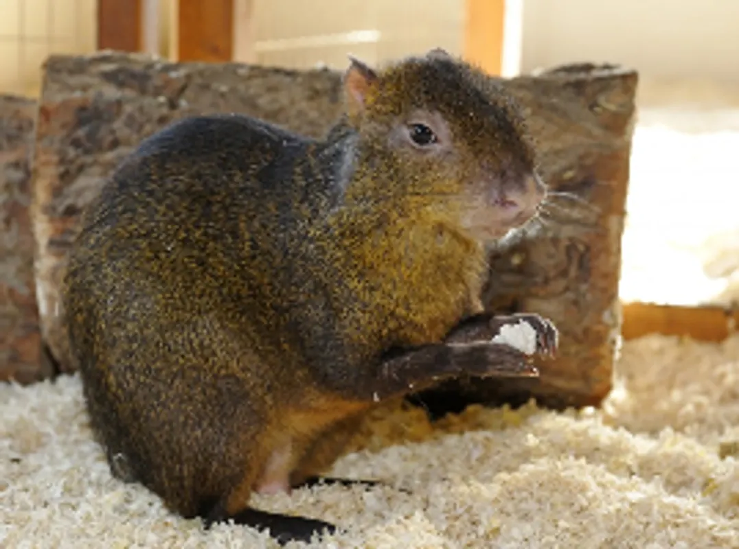 Patenschaft Agutis