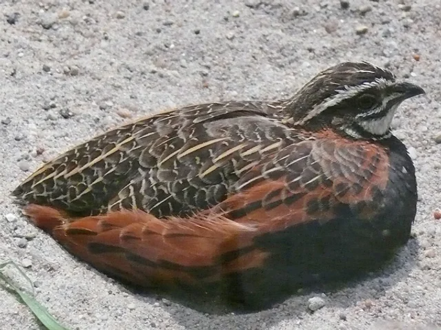 Tierpatenschaft Harlekinwachtel