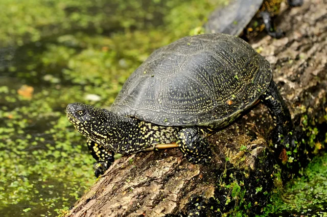 Patenschaft Europäische Sumpfschildkröte