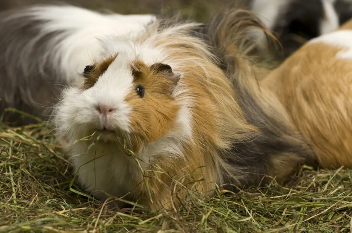 Patenschaft Meerschweinchen