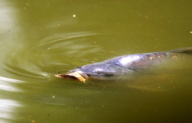 Patenschaft Teichfische
