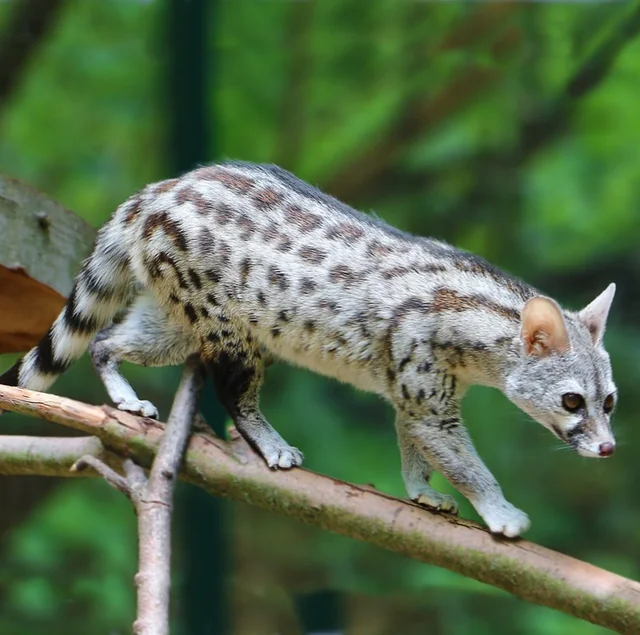 Tierpatenschaft Ginsterkatze
