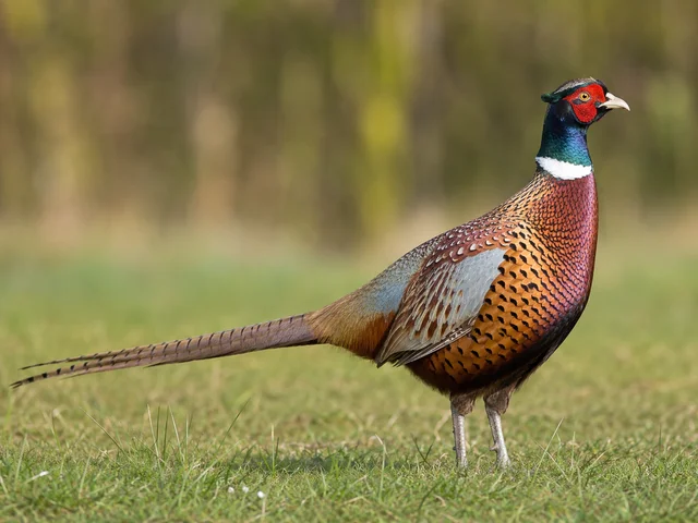 Tierpatenschaft Chinesischer Ringfasan