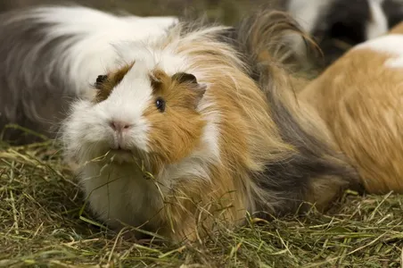 Patenschaft Meerschweinchen