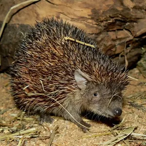 Tierpatenschaft Kleiner Igeltanrek