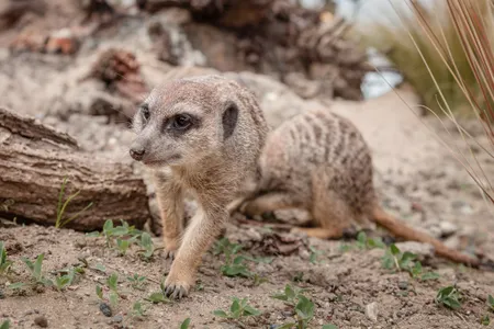Patenschaft Erdmännchen