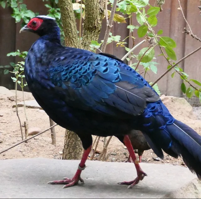 Tierpatenschaft Edwardfasan