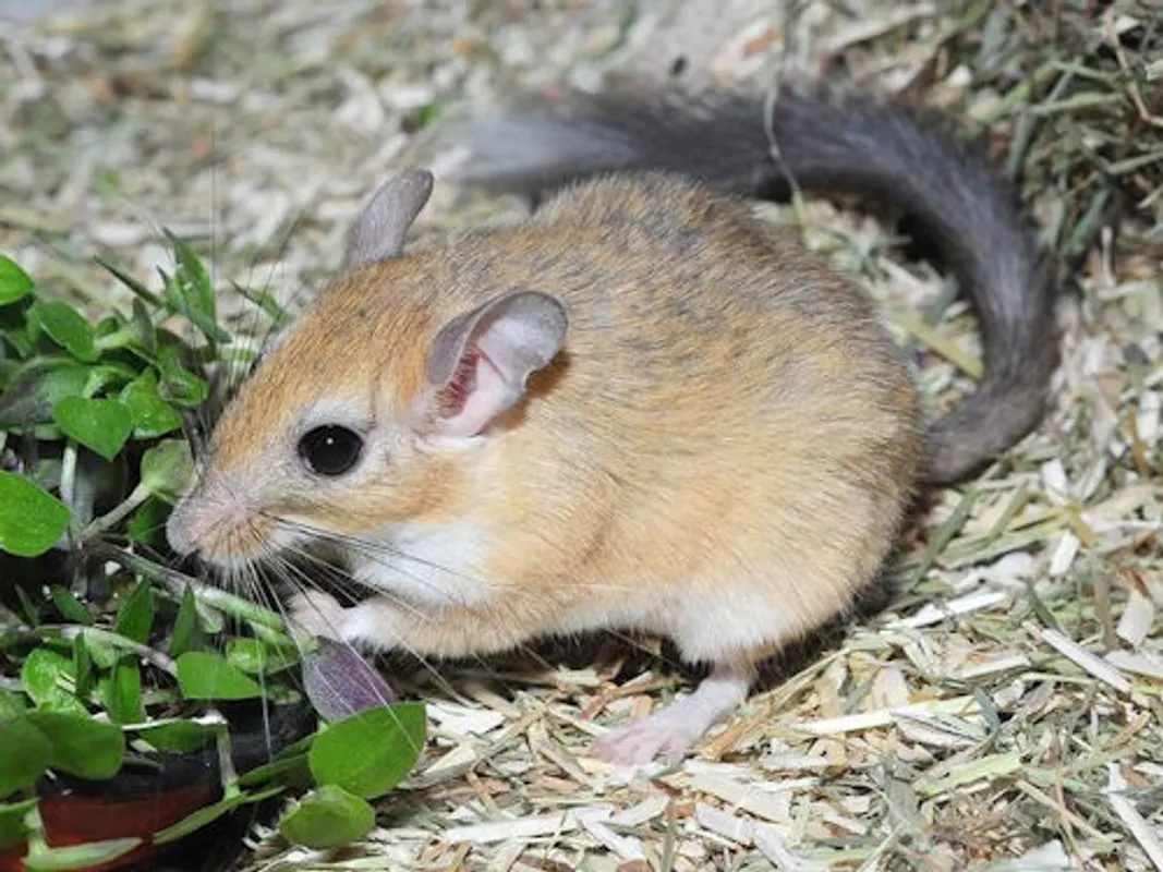 Tierpatenschaft Buschschawanz-Rennmaus