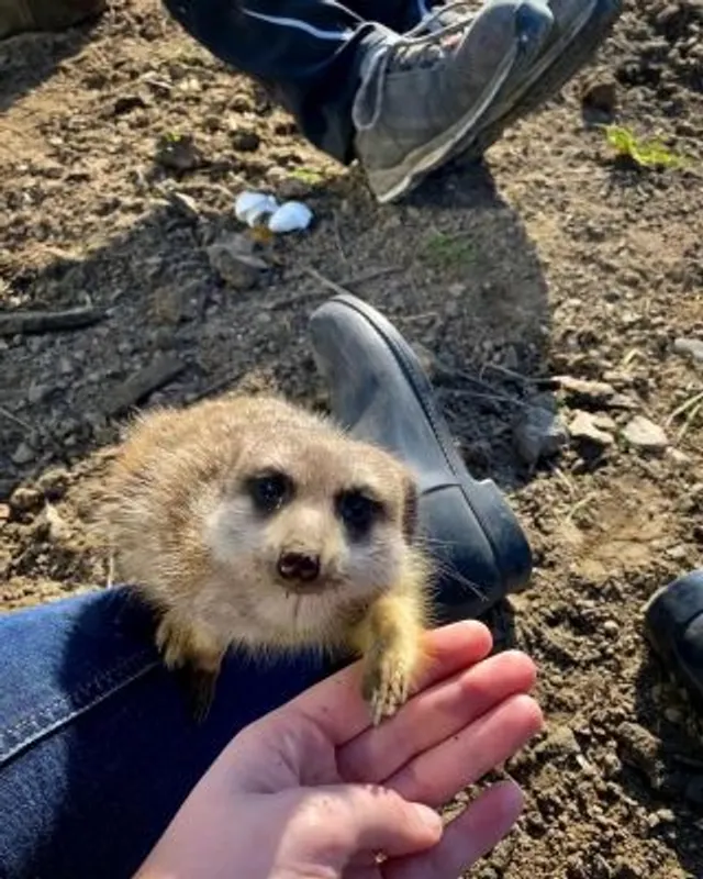 Gutschein Erdmännchenführung